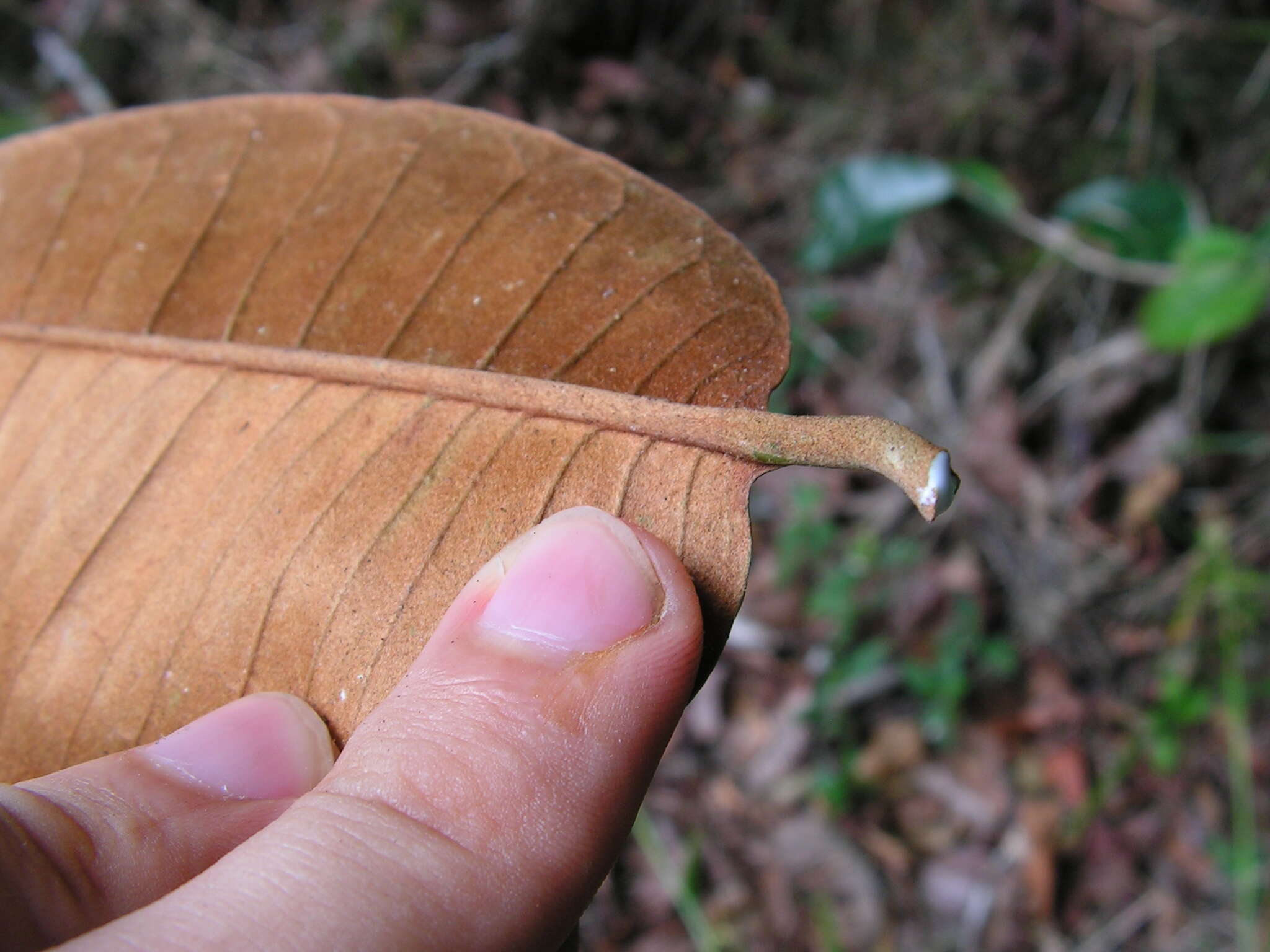 Image of chrysophyllum