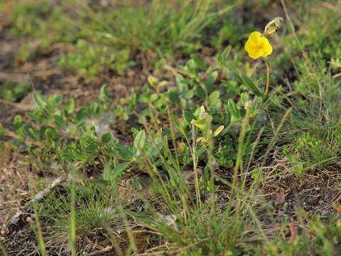 Imagem de Helianthemum nummularium subsp. obscurum (Celak.) J. Holub