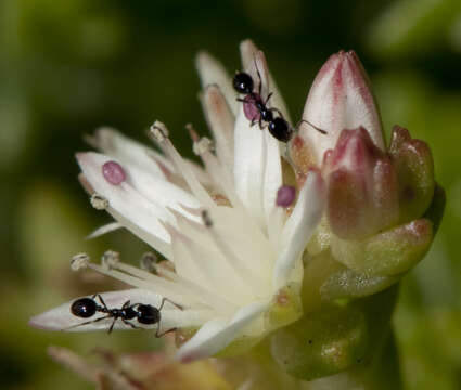 Слика од Sedum moranense Kunth