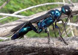 Image of sphecid wasps