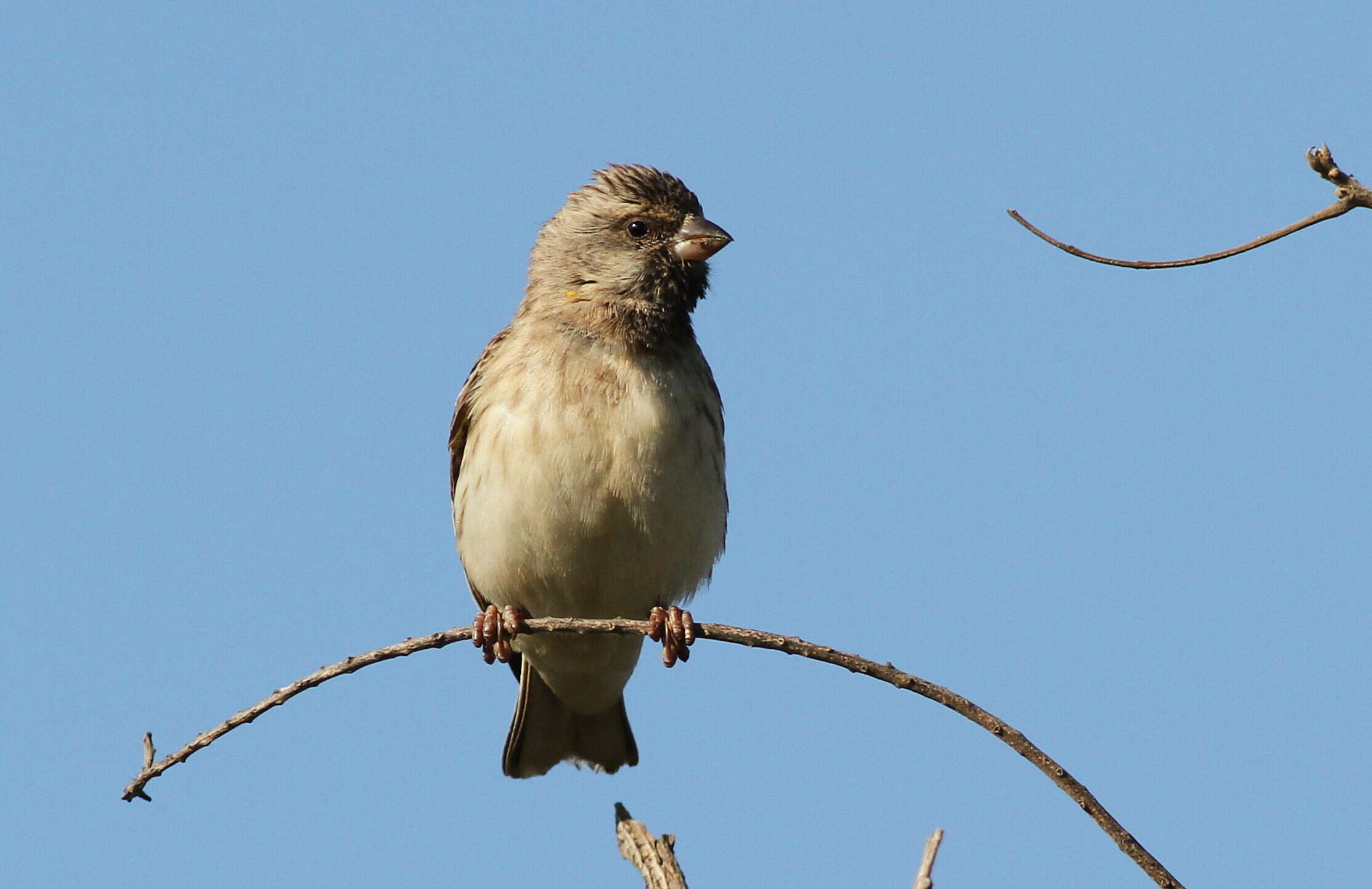 Image of Black-throated Canary