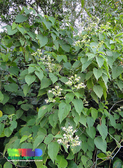 Imagem de Clerodendrum villosum Blume