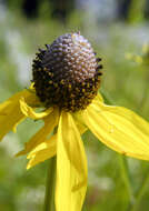 Image of pinnate prairie coneflower