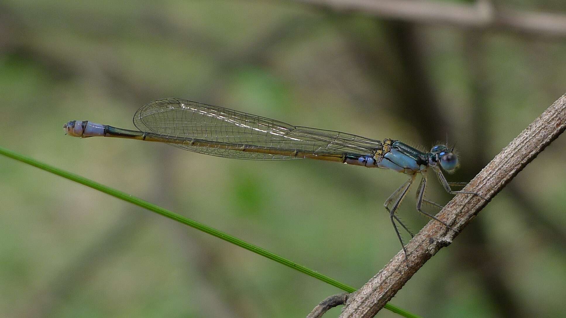 Image of forktail