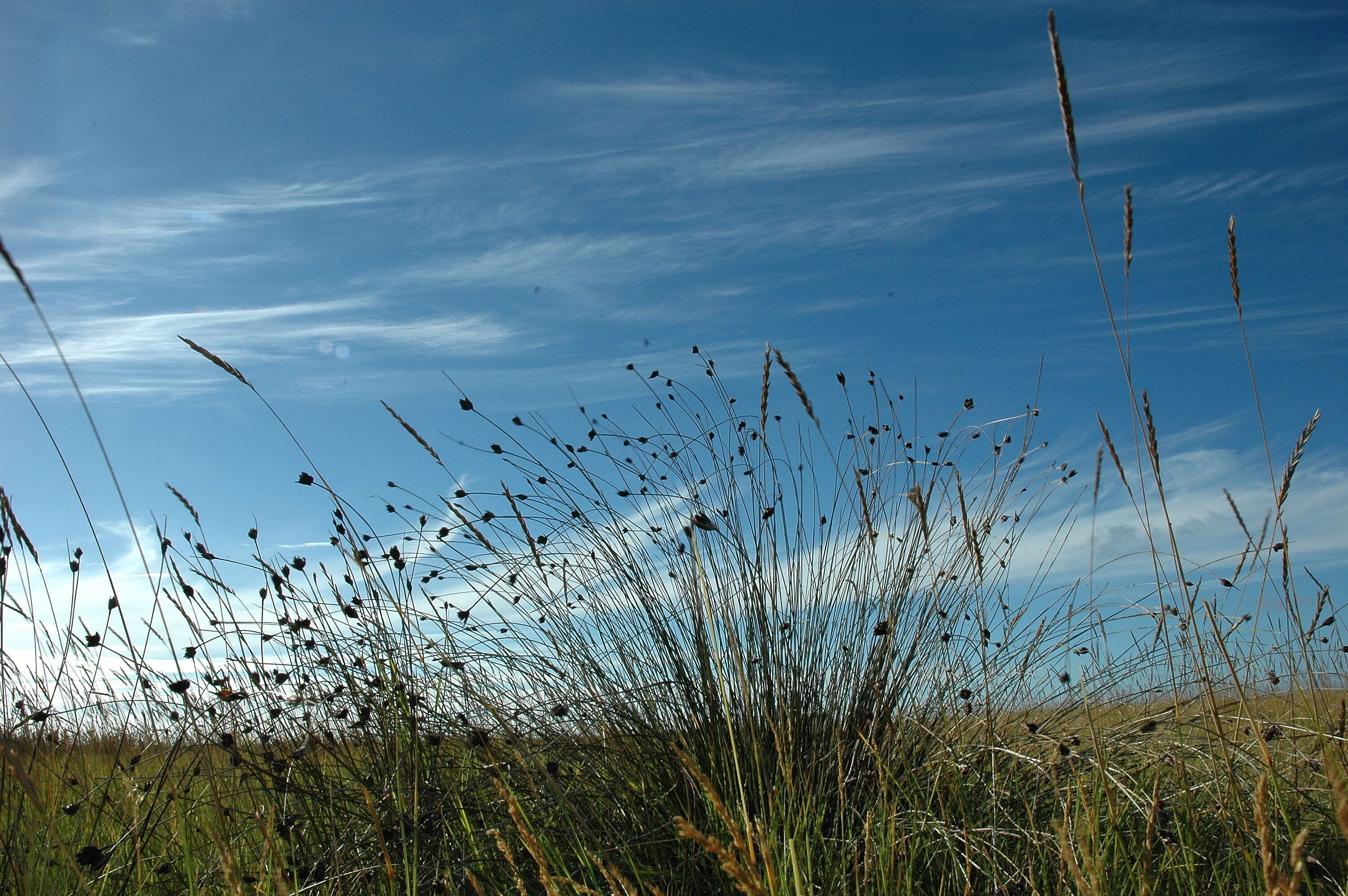 Image of bog-rush