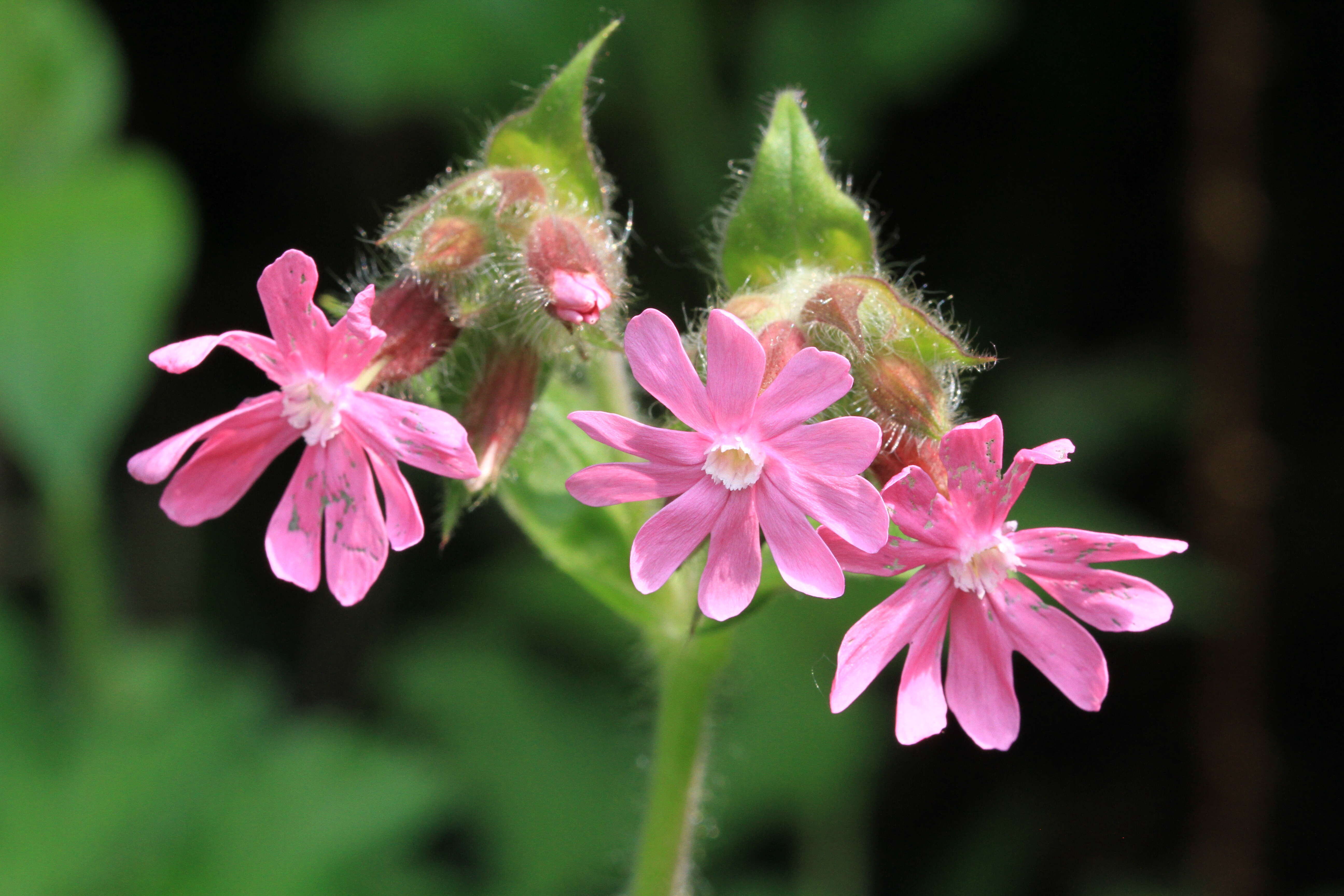 Image of red catchfly