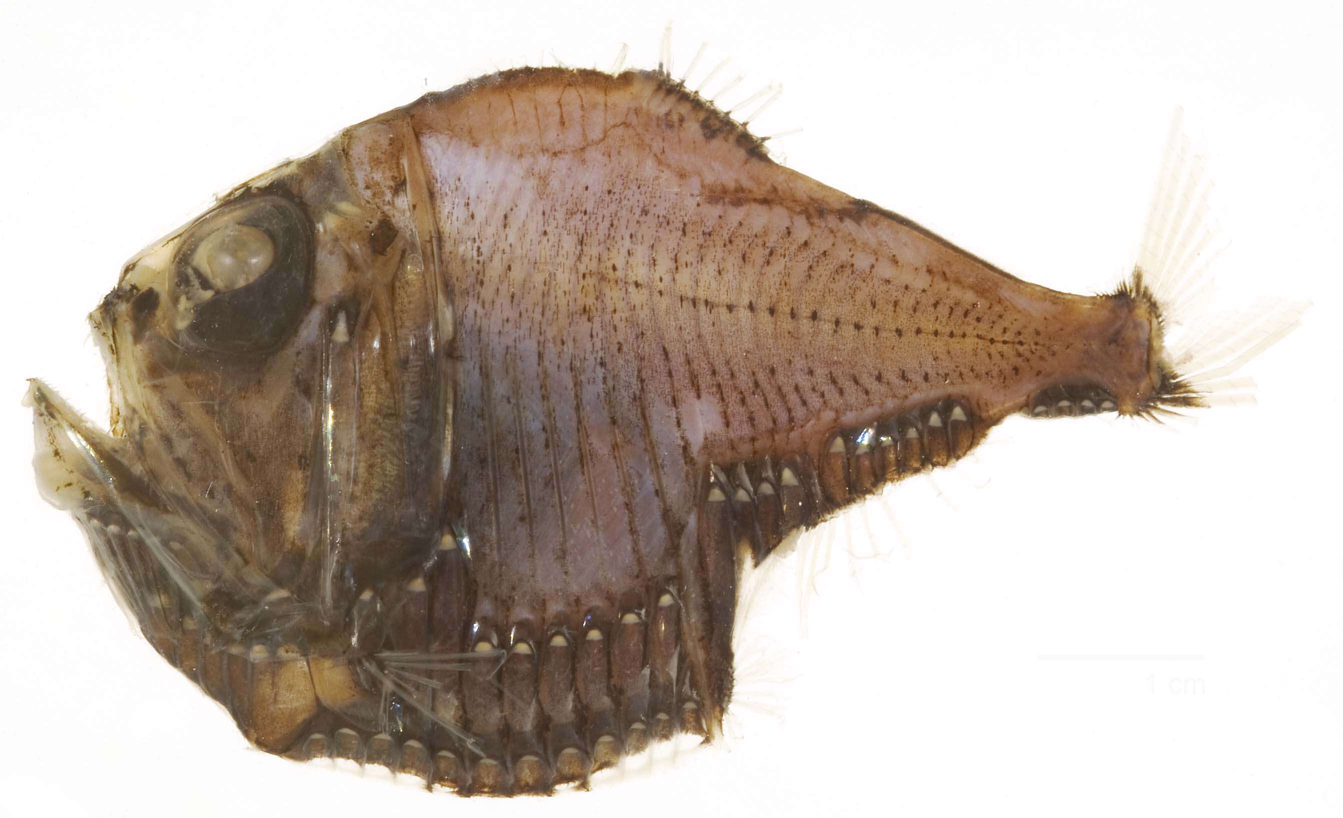 Image of marine hatchetfishes