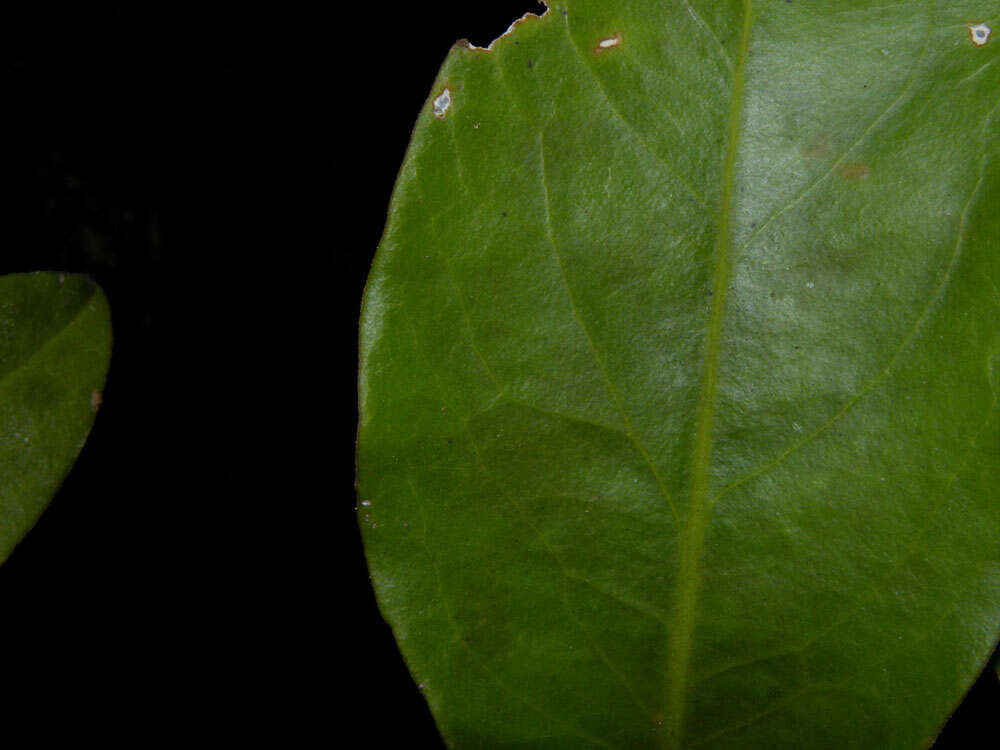 Image de Struthanthus leptostachyus (Kunth) G. Don