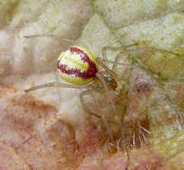 Image of Enoplognatha ovata (Clerck 1757)