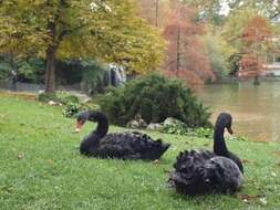 Image of Black Swan