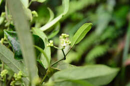 Image of Aquifoliales