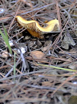 Image de Fausse chanterelle