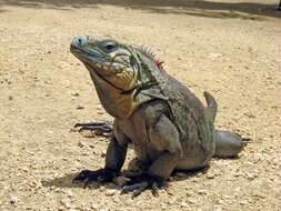 Image of Ground Iguanas