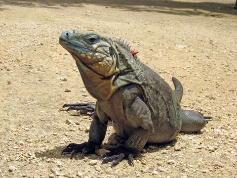 Plancia ëd Cyclura lewisi Grant 1940