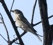 Image of Rufous Whistler