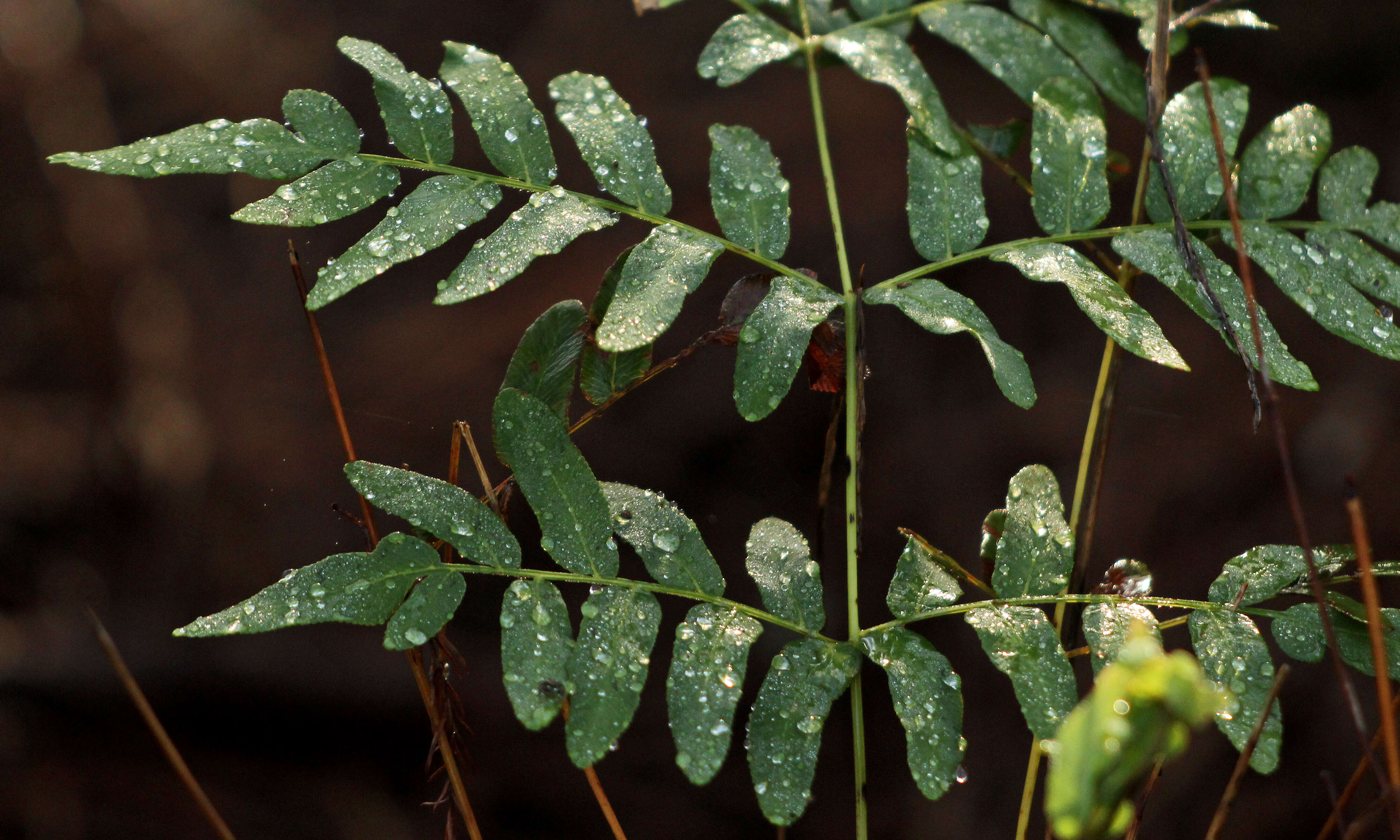 Image of Royal Fern