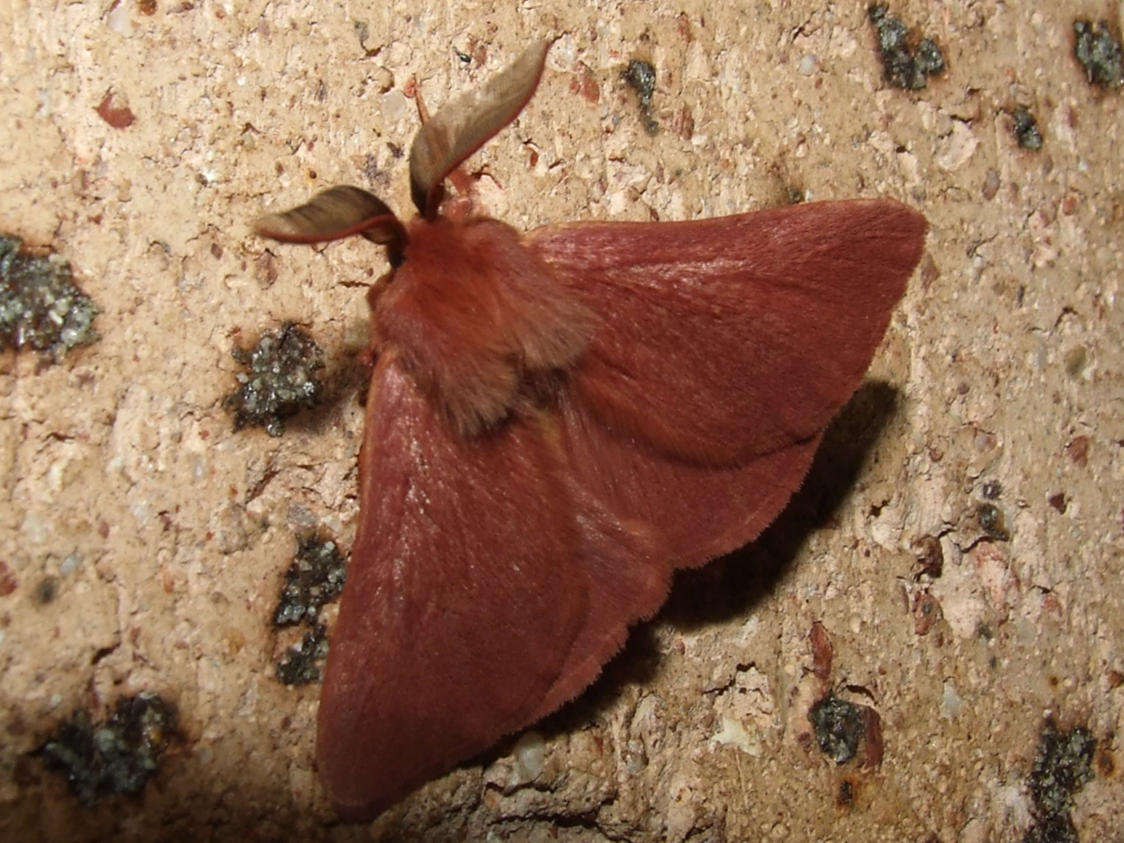 Image of Australian lappet moths