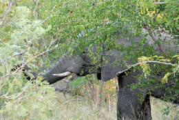 Image of African bush elephant