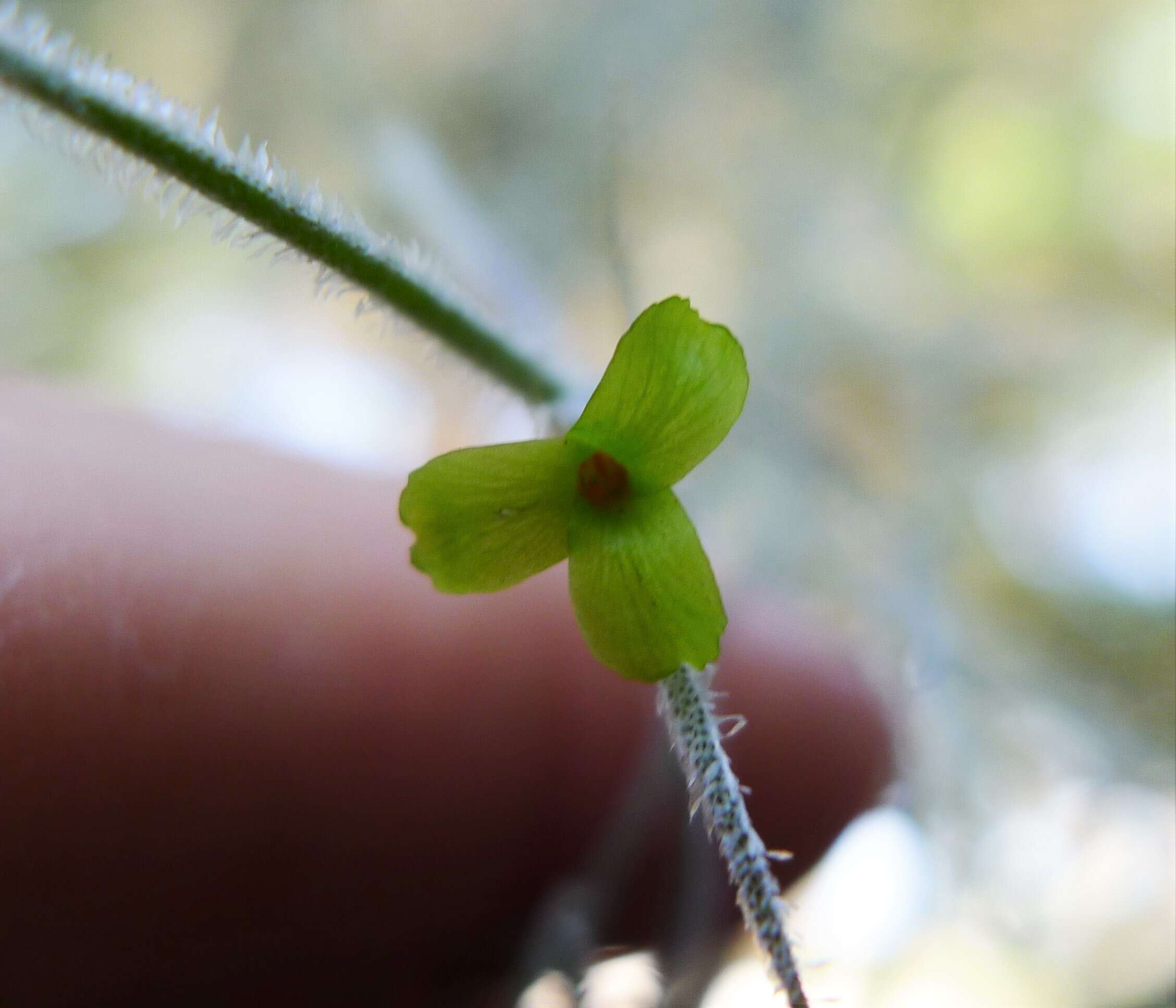 Sivun Tillandsia usneoides (L.) L. kuva