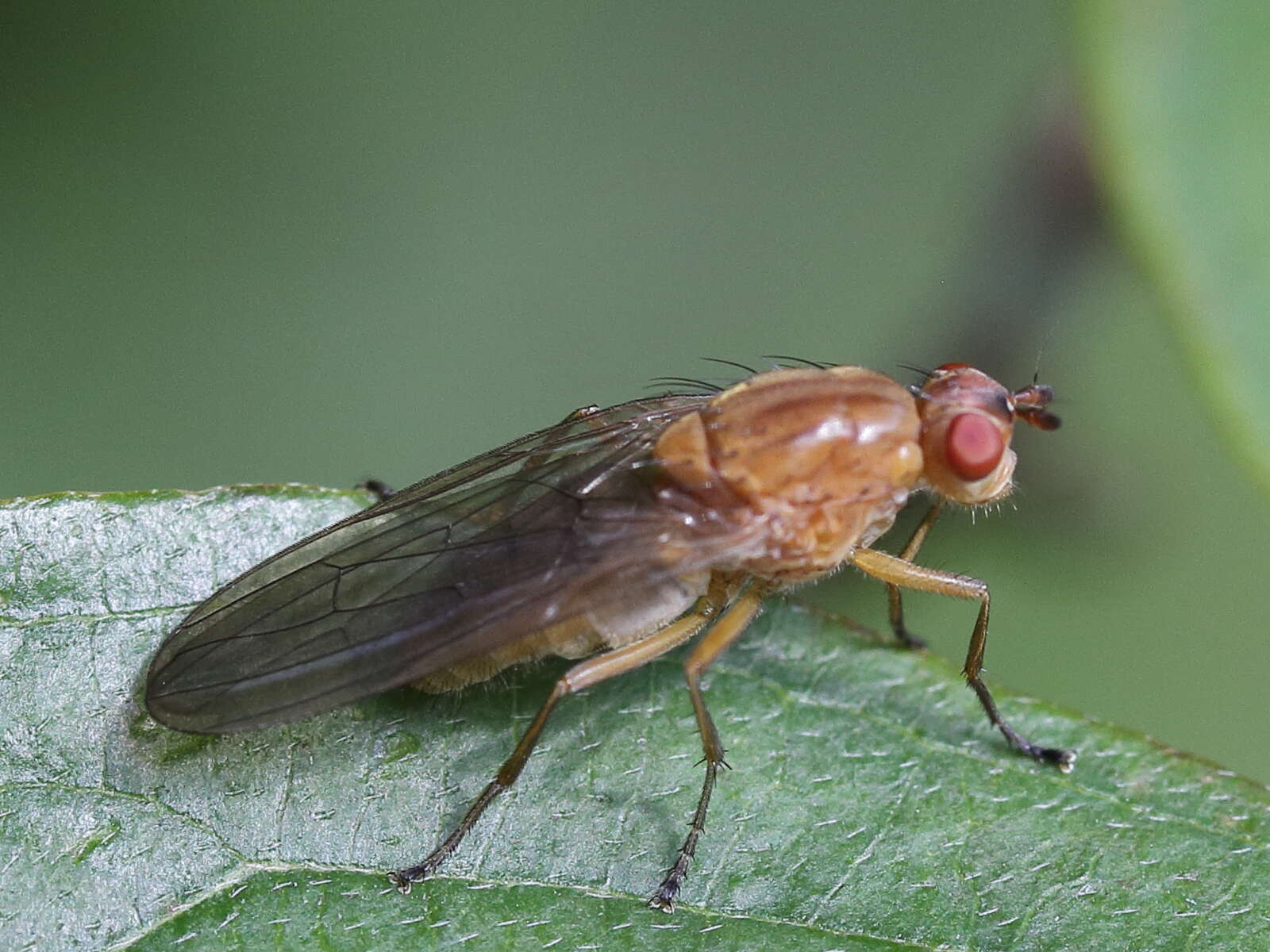 Image of dryomyzid flies