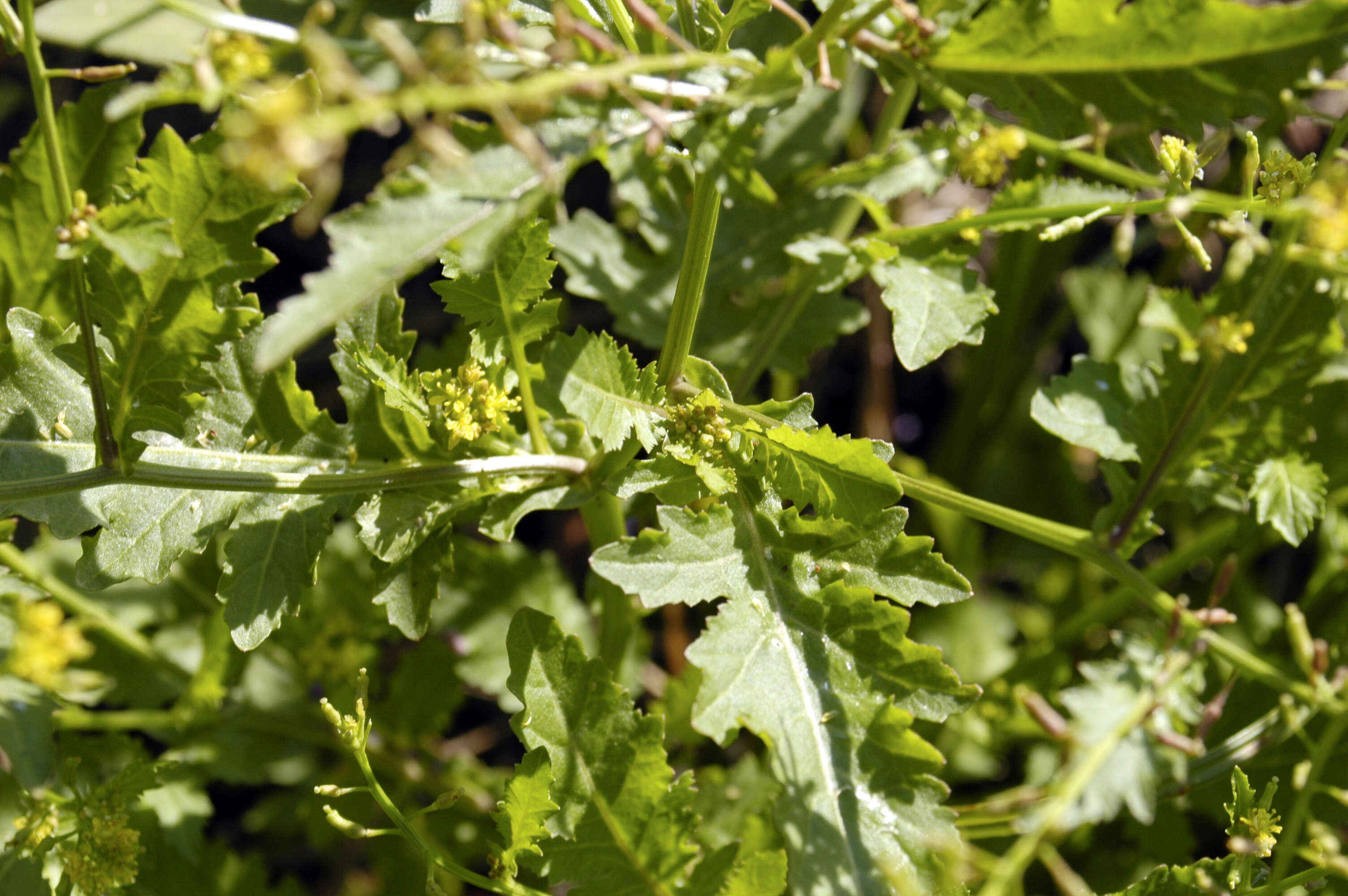 Image of bog yellowcress