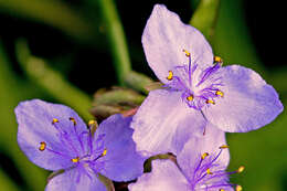 Слика од Tradescantia ohiensis Raf.