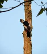 Image of Great Spotted Woodpecker