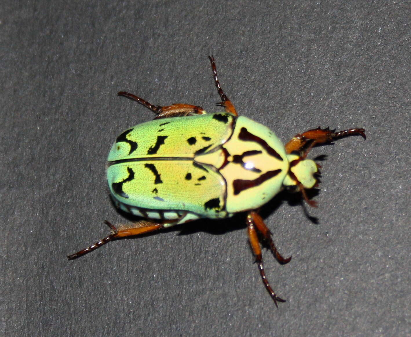 Image of flower chafers (beetles)