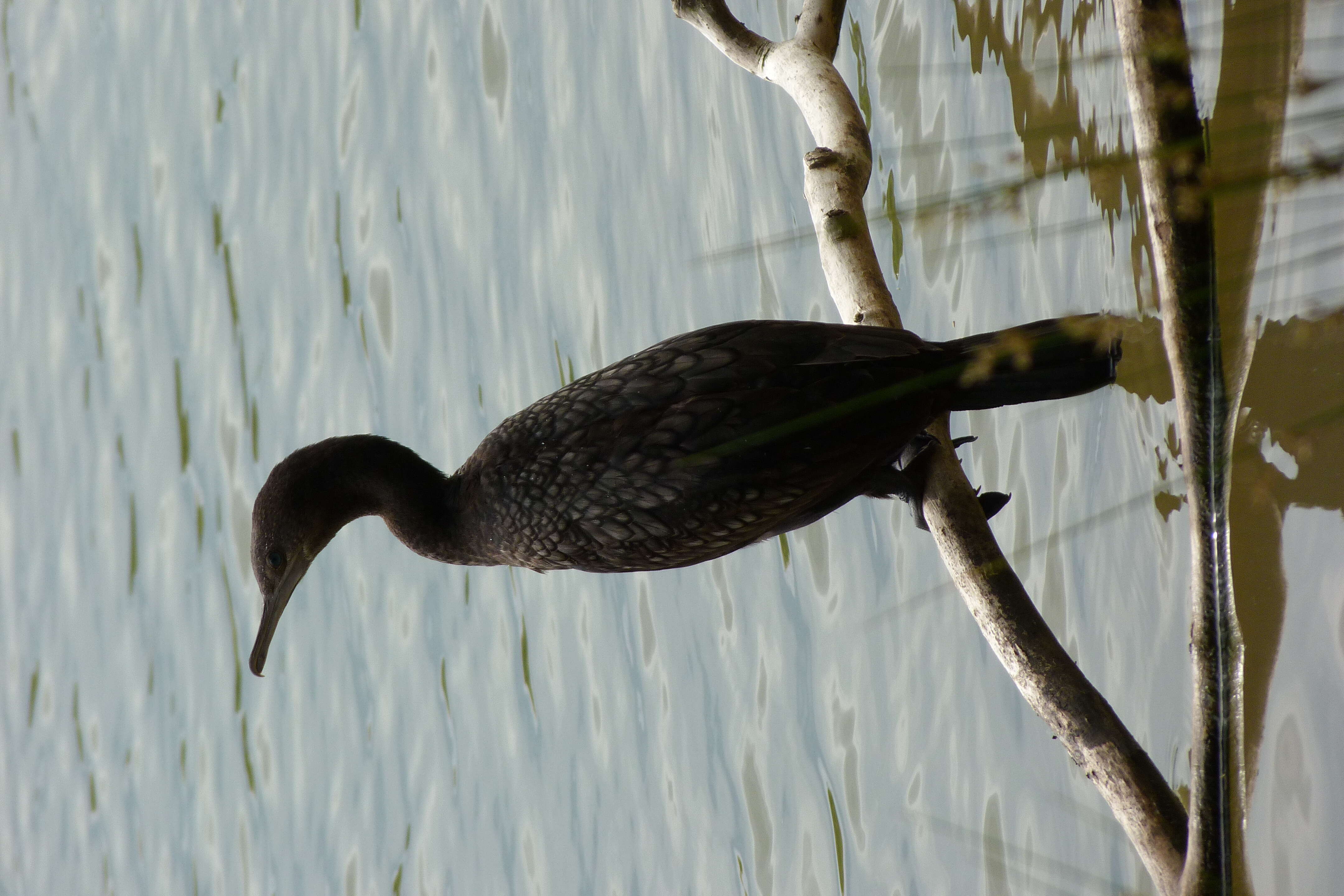 Image of Little Black Cormorant