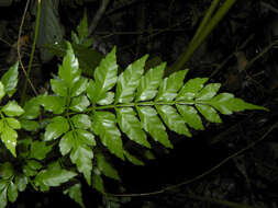 Слика од Paullinia serjaniifolia Triana & Planch.