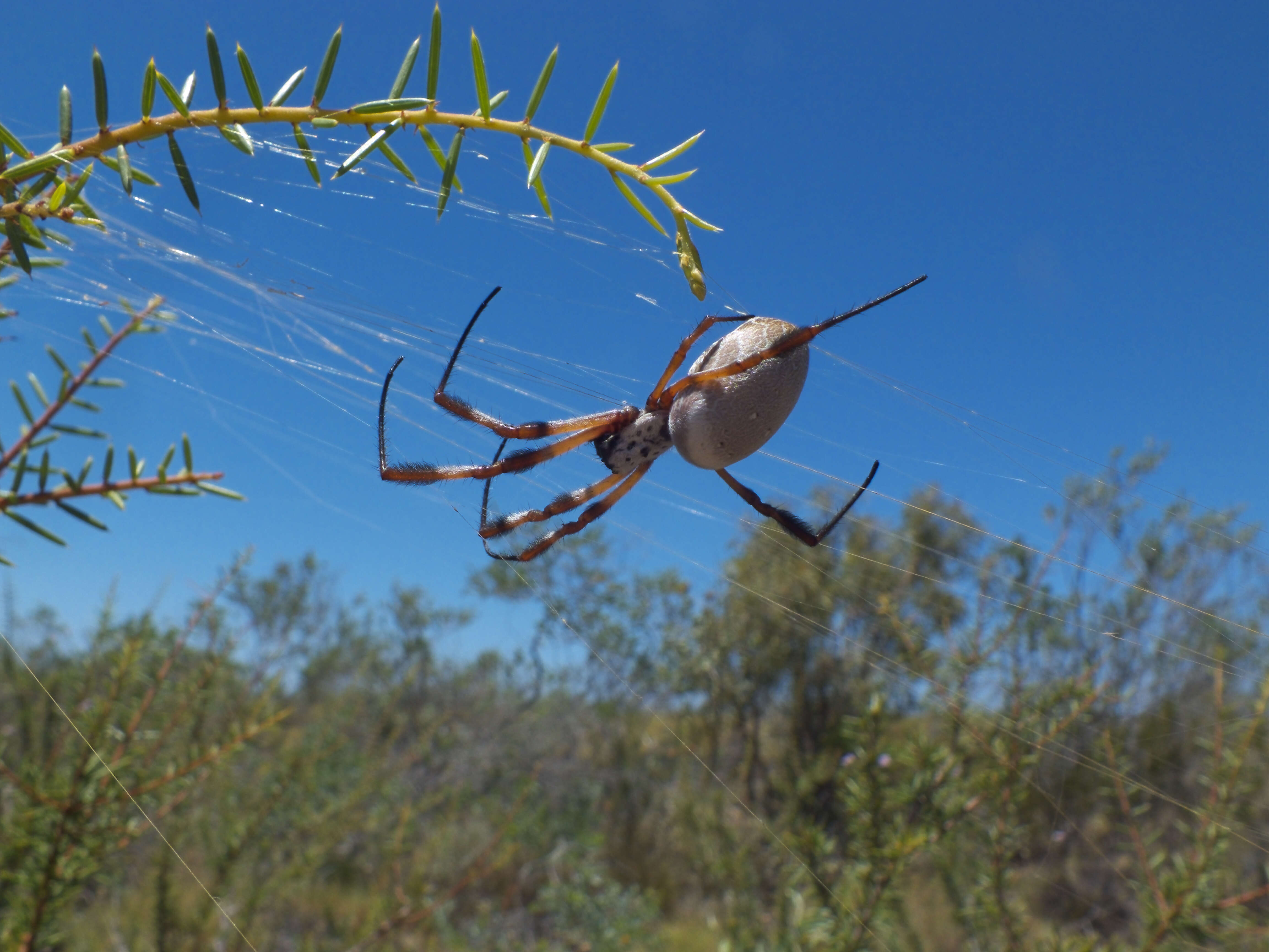 Image of Nephilidae