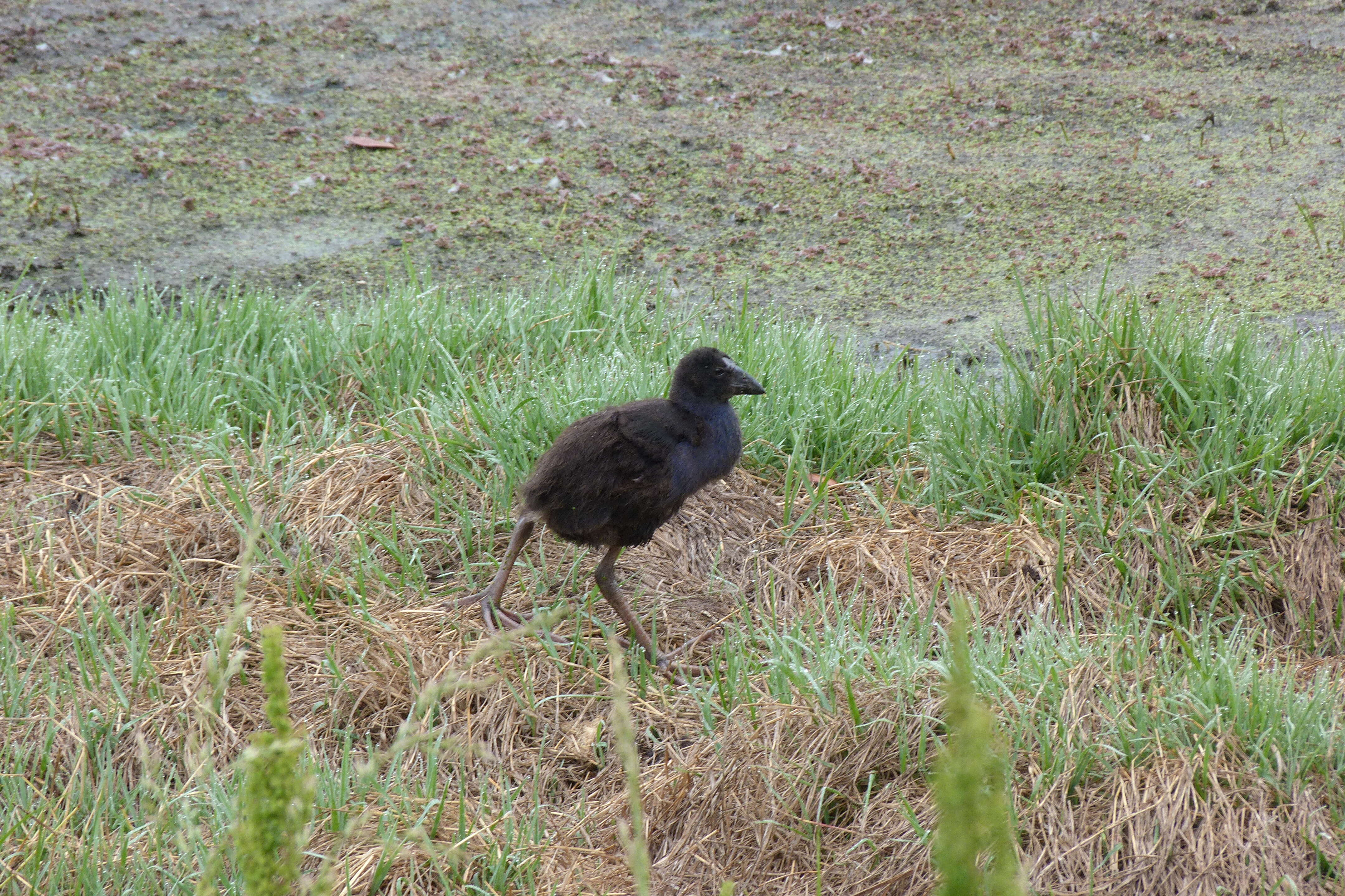 Image of Swamphen