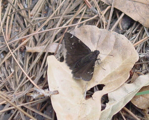 Image of Northern Cloudywing