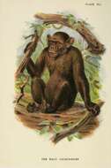 Image of chimpanzee