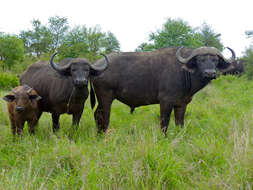 Image of African Buffaloes