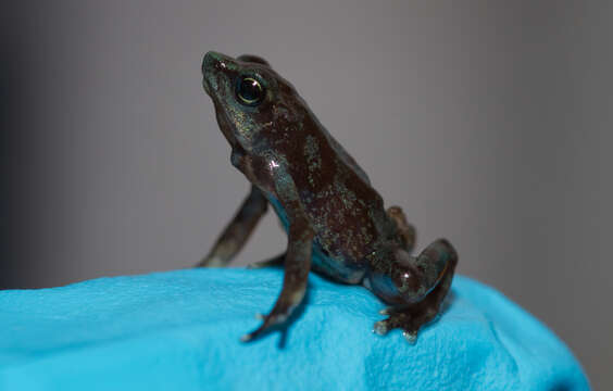 Image of harlequin frogs