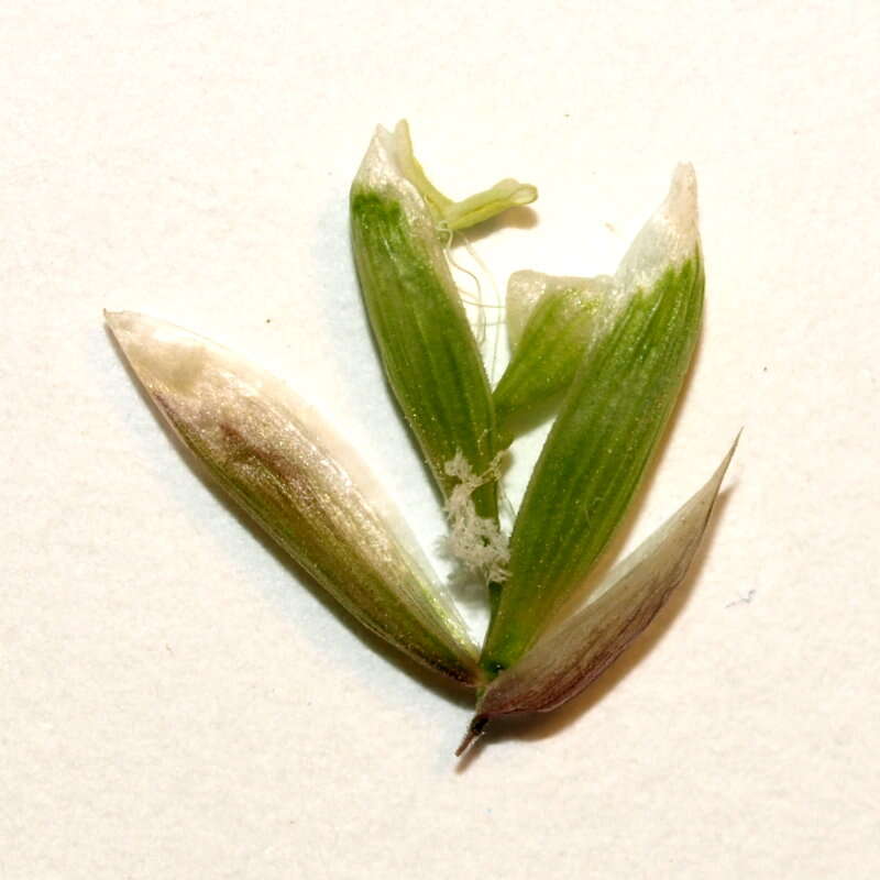 Image of twoflower melicgrass