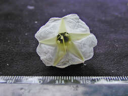 Image of Ipomoea reticulata O'Donell