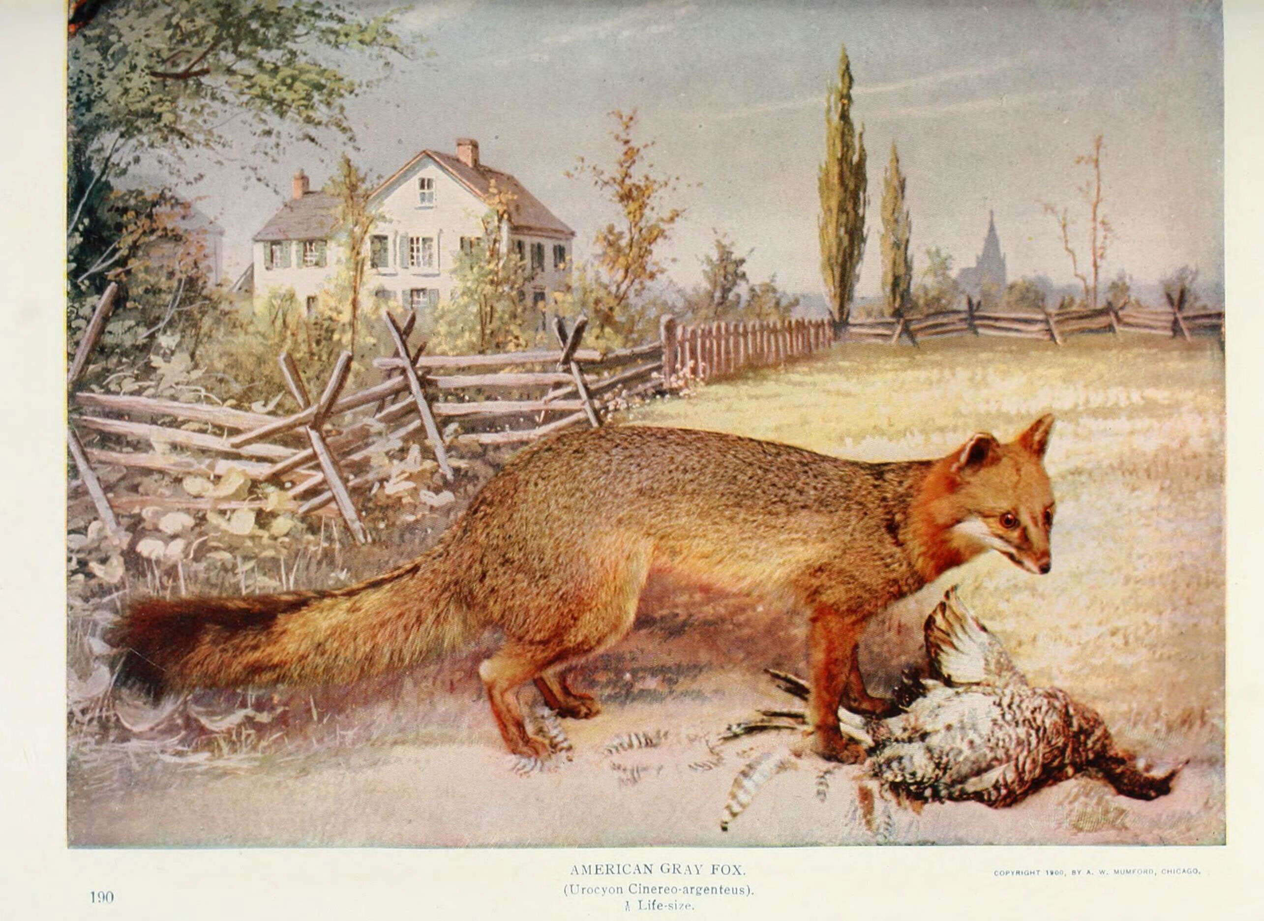 Слика од Lycalopex Burmeister 1854