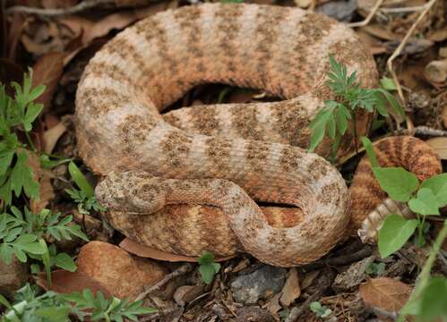 Image of Tiger Rattlesnake