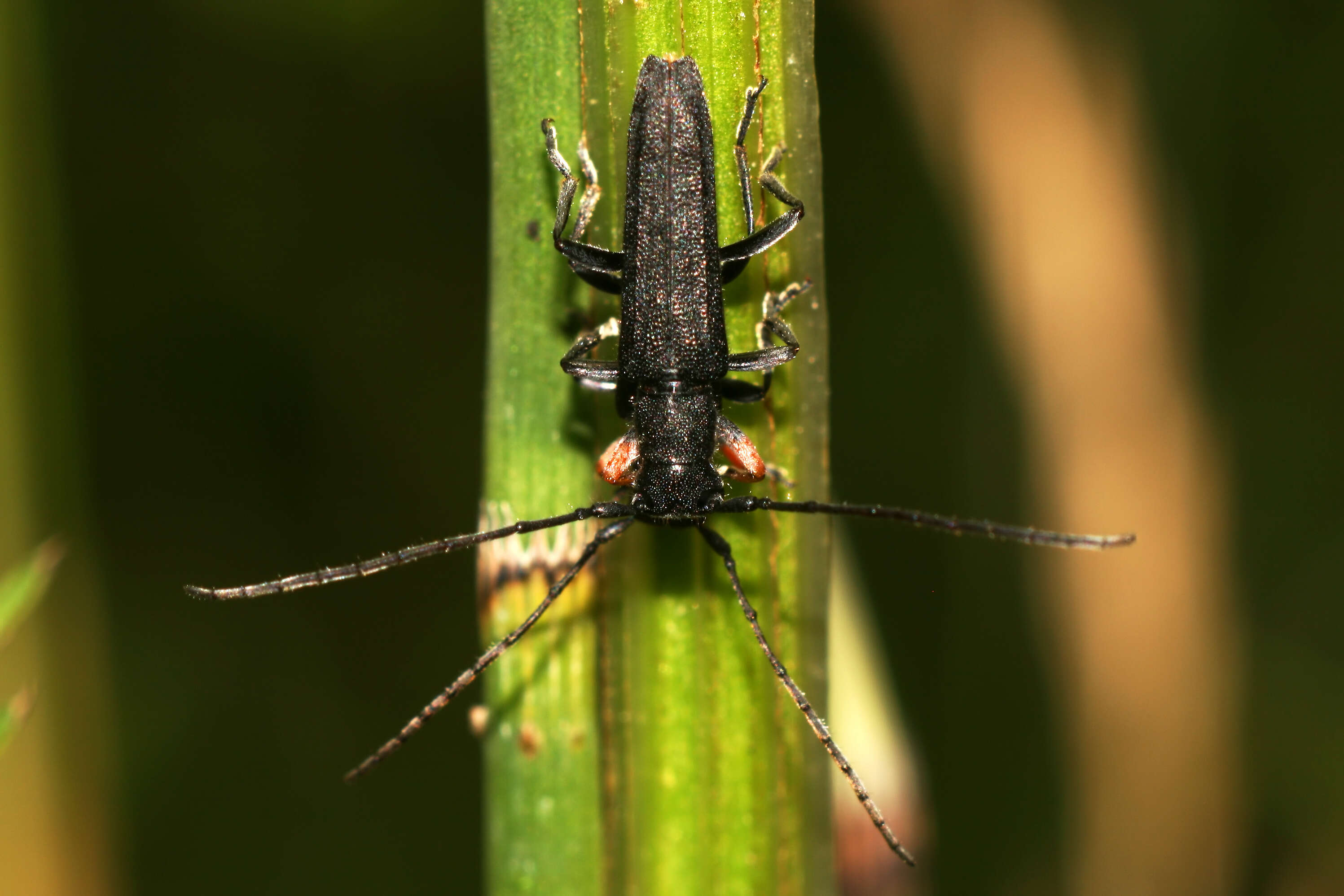 Слика од Phytoecia cylindrica (Linné 1758)