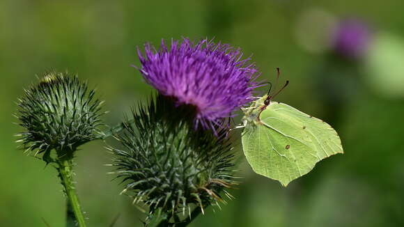 Imagem de Gonepteryx rhamni (Linnaeus 1758)