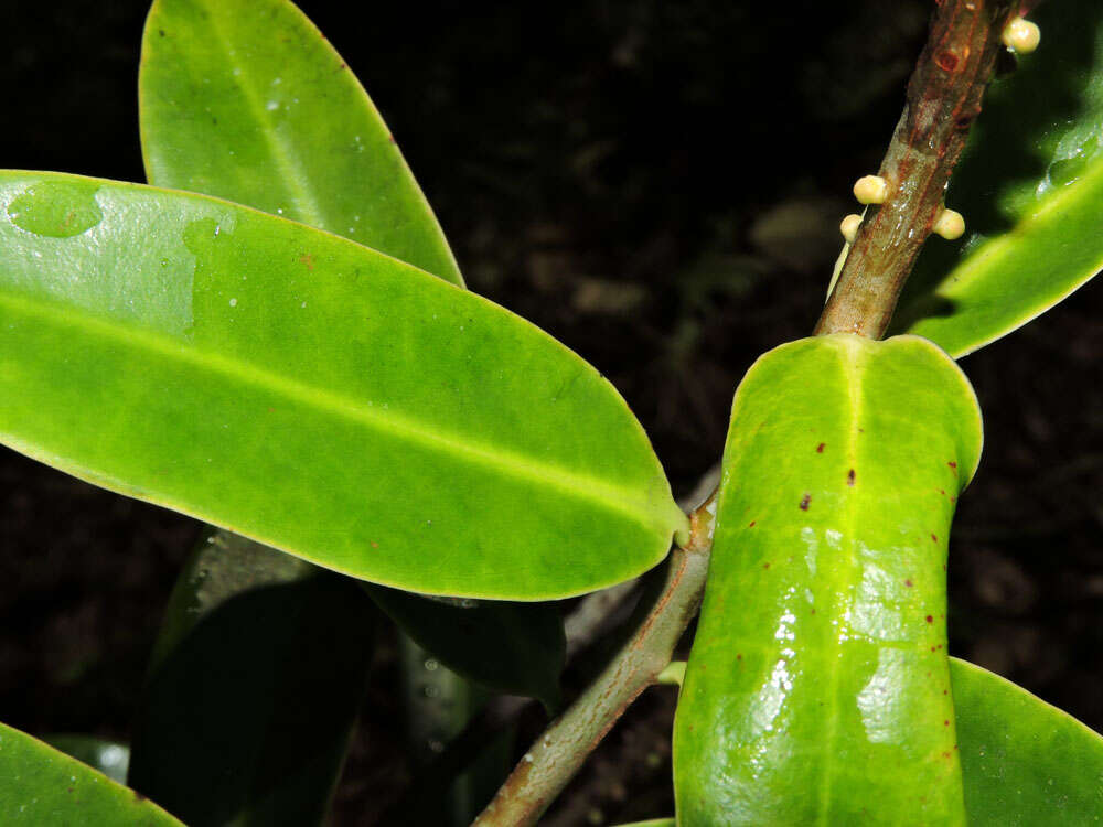 Image of Sarcopera sessiliflora (Triana & Planch.) H. G. Bedell