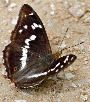 Imagem de Apatura iris Linnaeus 1758