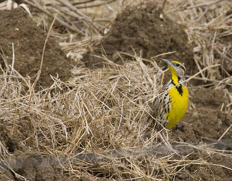 Sturnella magna hippocrepis (Wagler 1832) resmi