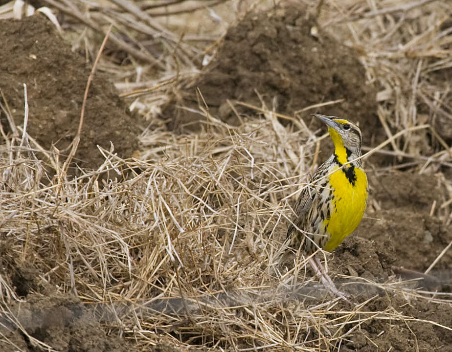 Image de Sturnella magna hippocrepis (Wagler 1832)