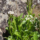 Image of Pachycladon radicata (Hook. fil.) Heenan & A. D. Mitch.