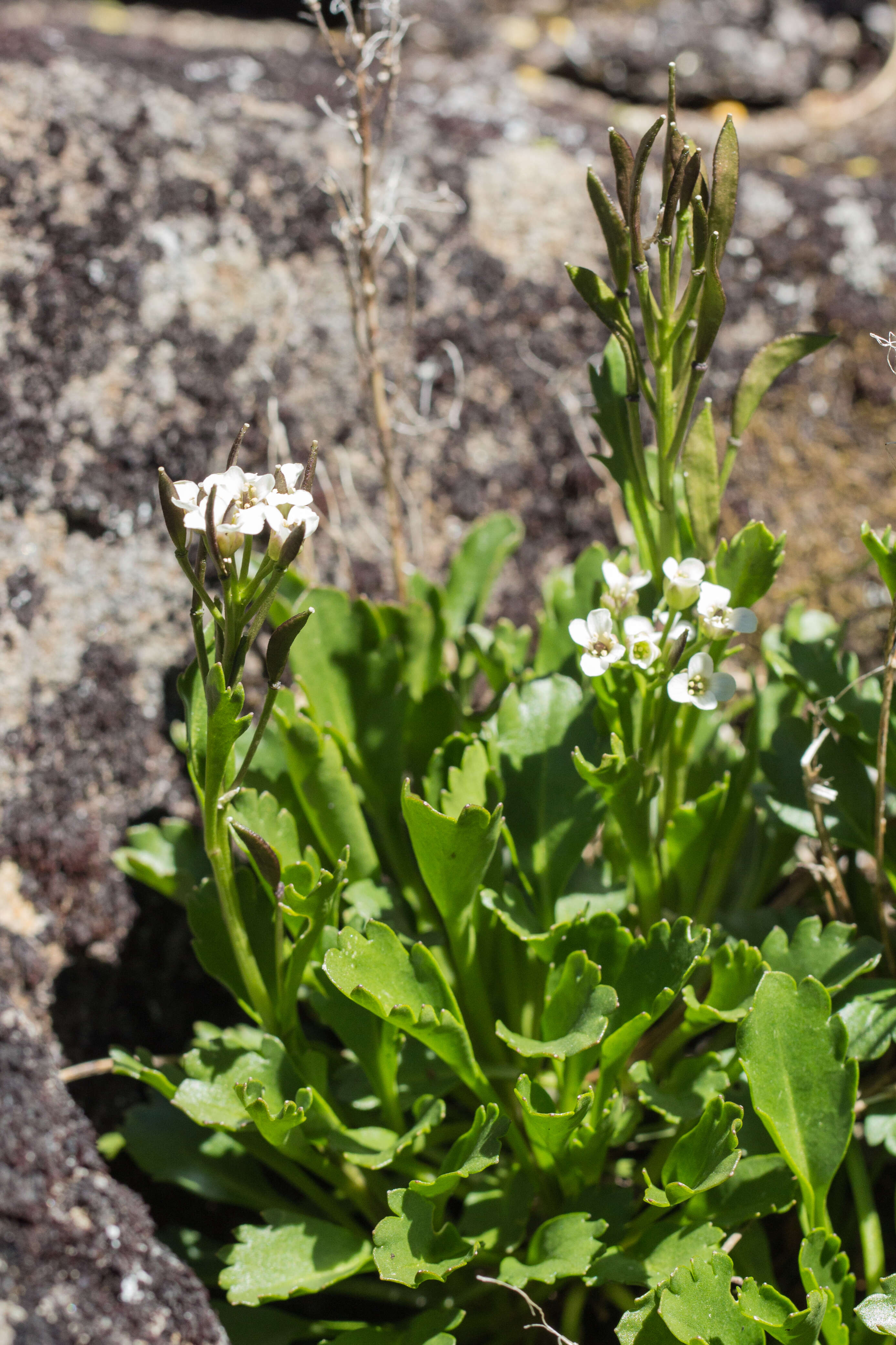 Image of Pachycladon radicata (Hook. fil.) Heenan & A. D. Mitch.