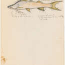 Image de Brachyplatystoma rousseauxii (Castelnau 1855)