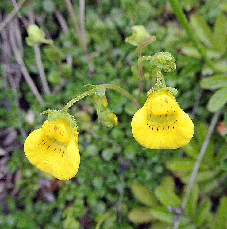 Image of Calceolaria tenella Poepp. & Endl.